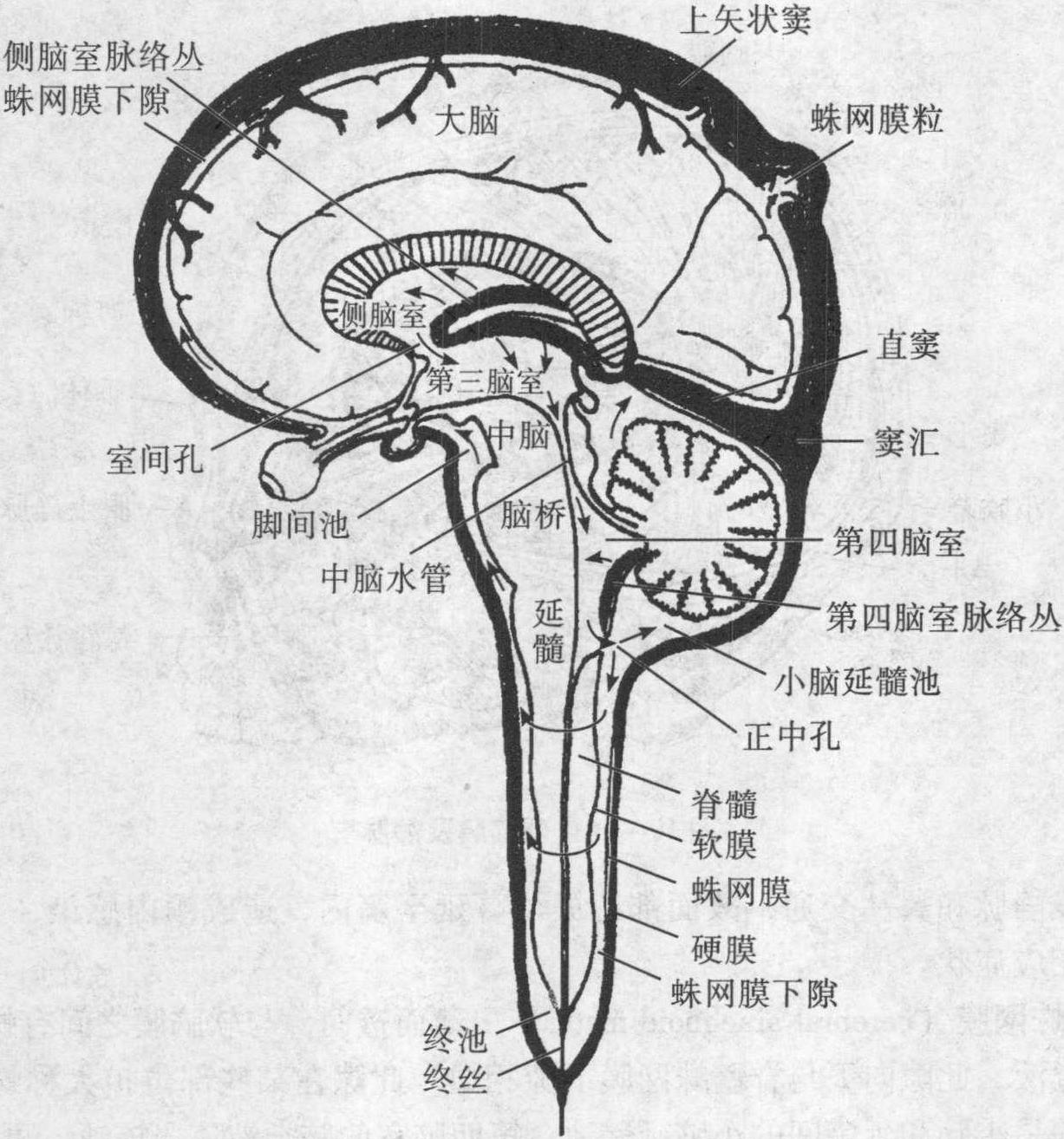 五、脑脊液及其循环